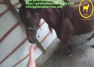 stallion dick teased in POV