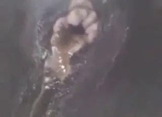 Stalpaard krijgt een diepe enema in close-up
