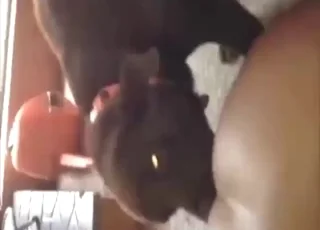 Echte vrouw wordt in dichte hoek gespuwd door een hond
