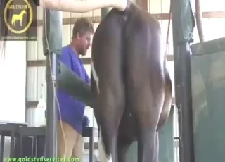 grote pik van een paard in een strakte kont