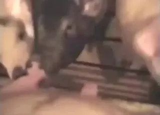 piglets are sucking and nibbling a hard cock