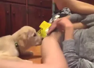 zoófila asiática magra sendo lambida por um cachorro