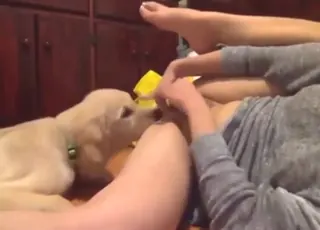 zoophile whore is getting her pussy licked by a dog