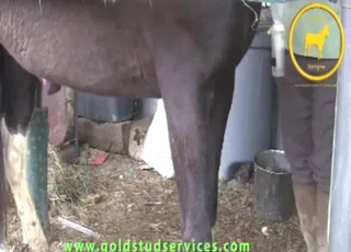 Horse cock getting jerked with determination