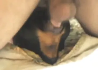 djursex knullar sin hund i alla tänkbara positioner