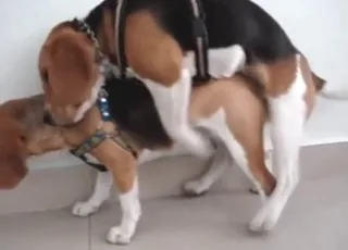 beagle hondjes neuken in de hondjespose