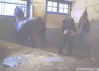 Hästpenis sugen av en hungrig djursexmodell