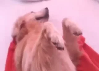 zoo porn - seks z psami na wideo