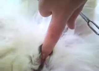 Husky dog gets its pussy fingered in the snow