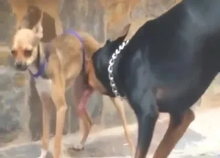 Two dogs are having an incredibly wild and passionate sex