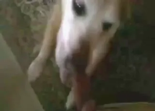 moaning slut gets her pussy licked by a doggo