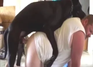 Horny black dog fucks a man's tight ass from behind