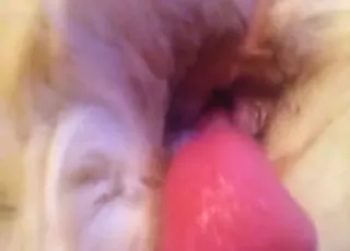 Doggy is having some really intense bestiality