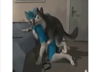włosaty husky i pies w pozie na czworakach