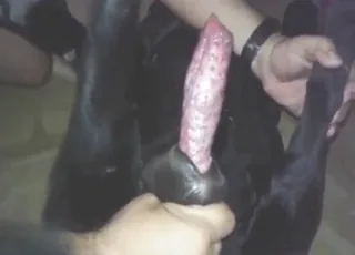 zoo porno z psem w gorącej scenie