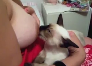 猫咪正在贪婪地吸吮女性硕大乳房