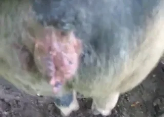 第一人称视角下，猪在猛烈地干着湿漉的逼