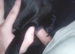 Horse pounds a zoophile in a hot outdoor scene