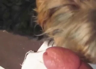 wyuczony pies lizał kutasa seks ze zwierzętamia