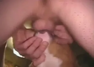 骚货正被狗狠干