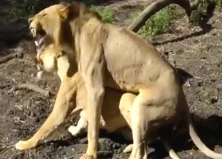 gorące lwy w brutalnym porno zwierzęcym
