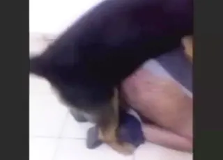سڑک پر کتے کے ساتھ زو سکس