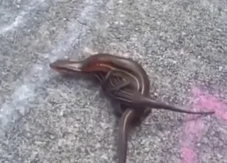brutal skink fucking in hardcore zoo porn