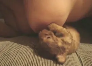 beast sex tube movies