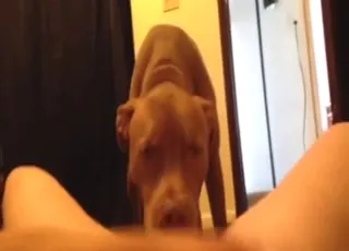 DILF and her dog in a POV licking session