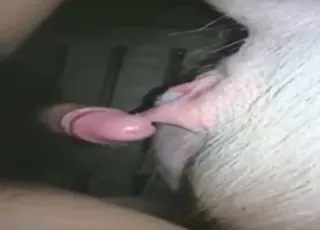 vrouw wordt in de schuur door een varken geneukt