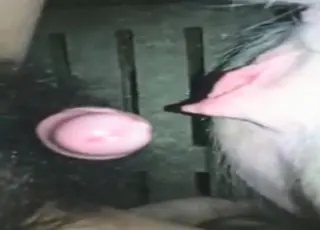babe is getting fucked by a pig in the barn