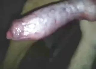 Hungarian doggy enjoys a good blowjob from a zoophile