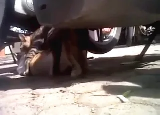 两只饥渴的猫在户外疯狂交配