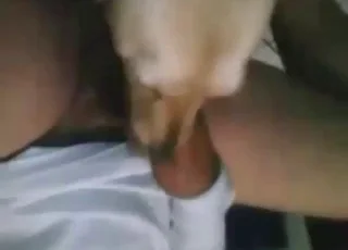 兽交视频中狗舔男人鸡巴