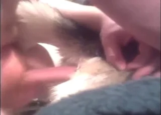 Husky kuristaa naisen kuumaa reittä ja imaisee sen kuumaa