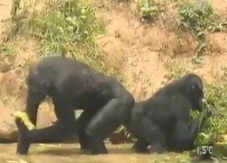 Monkey threesome with a zoophile and two furry creatures