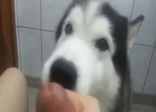 husky imuroi naisen kutun ennen kuin alkaa kurkuttaa