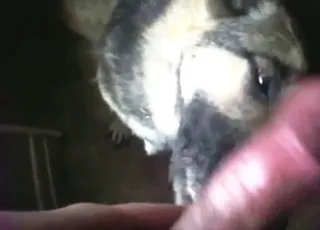 Pies liże i ssa wielkiego kutasa seks ze zwierzętamia
