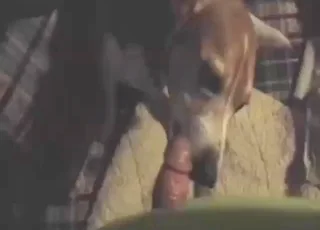 beagle is licking a hard dick in closeup