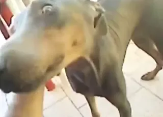 Brudne palenie w scenie seks ze zwierzętamiii z dobermanem