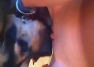 teen gets her pussy licked by a dog in close-up