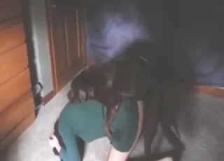 Labrador w kolorze czekoladowym wpycha swój wielki penis w ciasną cipkę