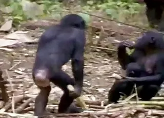 Dvě opice si v lese trhnou a vydrží to dlouho