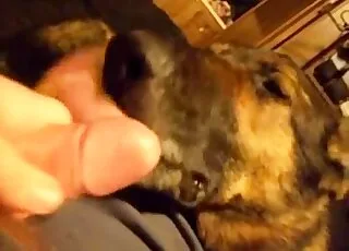 狗奴的舔鸡巴色情