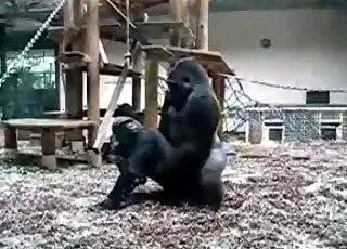Huge cock of a guerilla bangs a black monkey