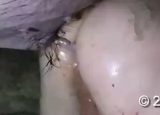 gratis dierenseks video's, bekijk de nieuwste zoöfilie pornovideo's