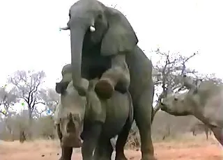 beastiality porn - huge elephant dick drills a horny rhino