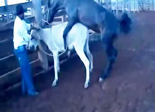 sensual-black-horse-fucking-her-tight-crack