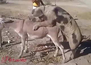 Wild animals having sex in a stunning bestiality porn video