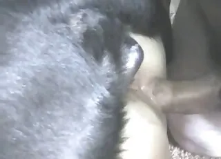 zoophile dude is fucking a pooch in the ass